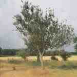 L'albicocco è un albero da frutto deciduo.