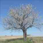 Il Prunus avium è un albero da frutto.