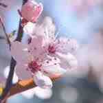 Prunus cerasifera fiorisce in primavera