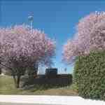 Il Prunus cerasifera è un albero ornamentale.