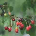 Prunus cerasus produce piccoli frutti
