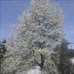 Il Prunus cerasus è un albero deciduo