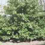 L'alloro ciliegio è un albero di medie dimensioni