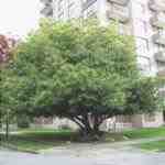 Prunus lusitanica è una grande pianta.