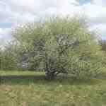 Prunus mahaleb è un albero