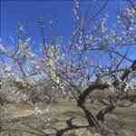 Il Prunus mume è una pianta asiatica.