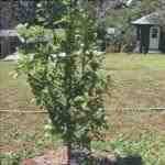 Prunus salicina è un albero