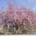 Prunus serrulata è un albero ornamentale.