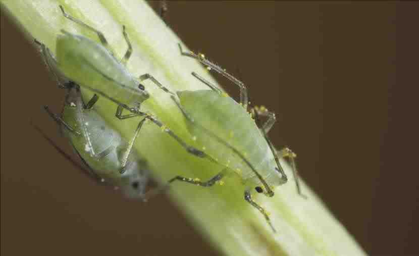 Gli afidi verdi, uno dei parassiti che le piante possono avere.