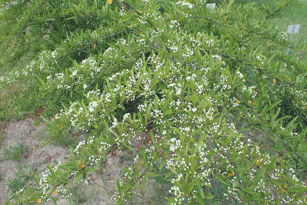 Pyracantha è un arbusto
