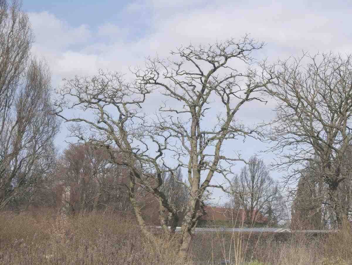 La Robinia pseudoacacia tortuosa è un albero a crescita rapida.
