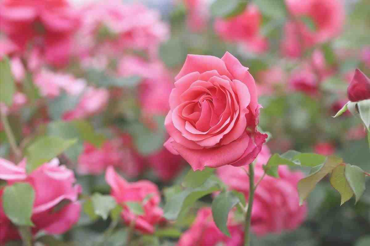 Il cespuglio di rose è un arbusto che fiorisce quasi tutto l'anno.