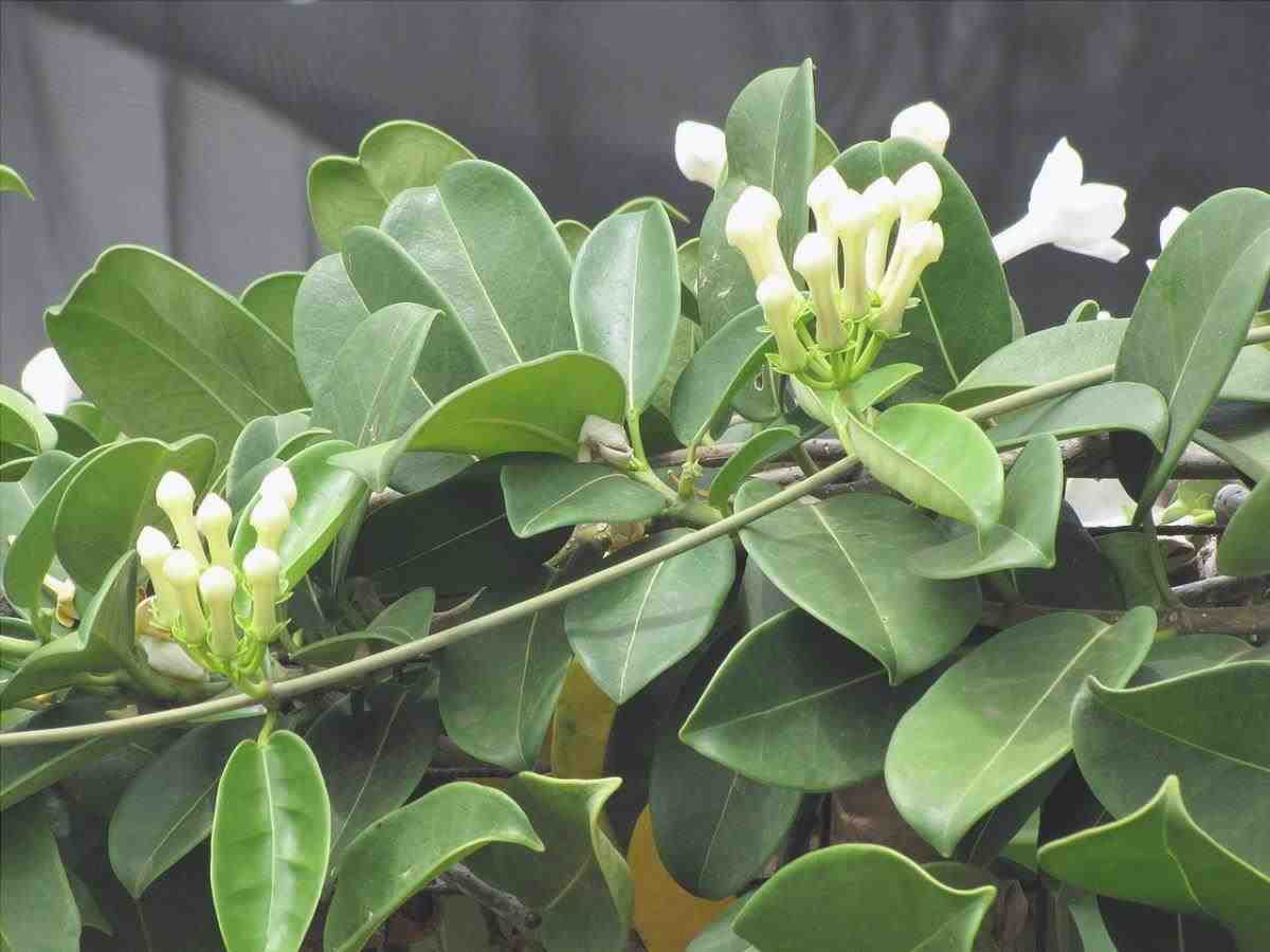 Il gelsomino del Madagascar è una pianta tropicale.