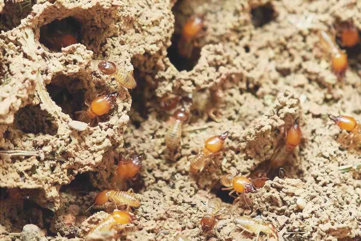Le termiti danneggiano il legno