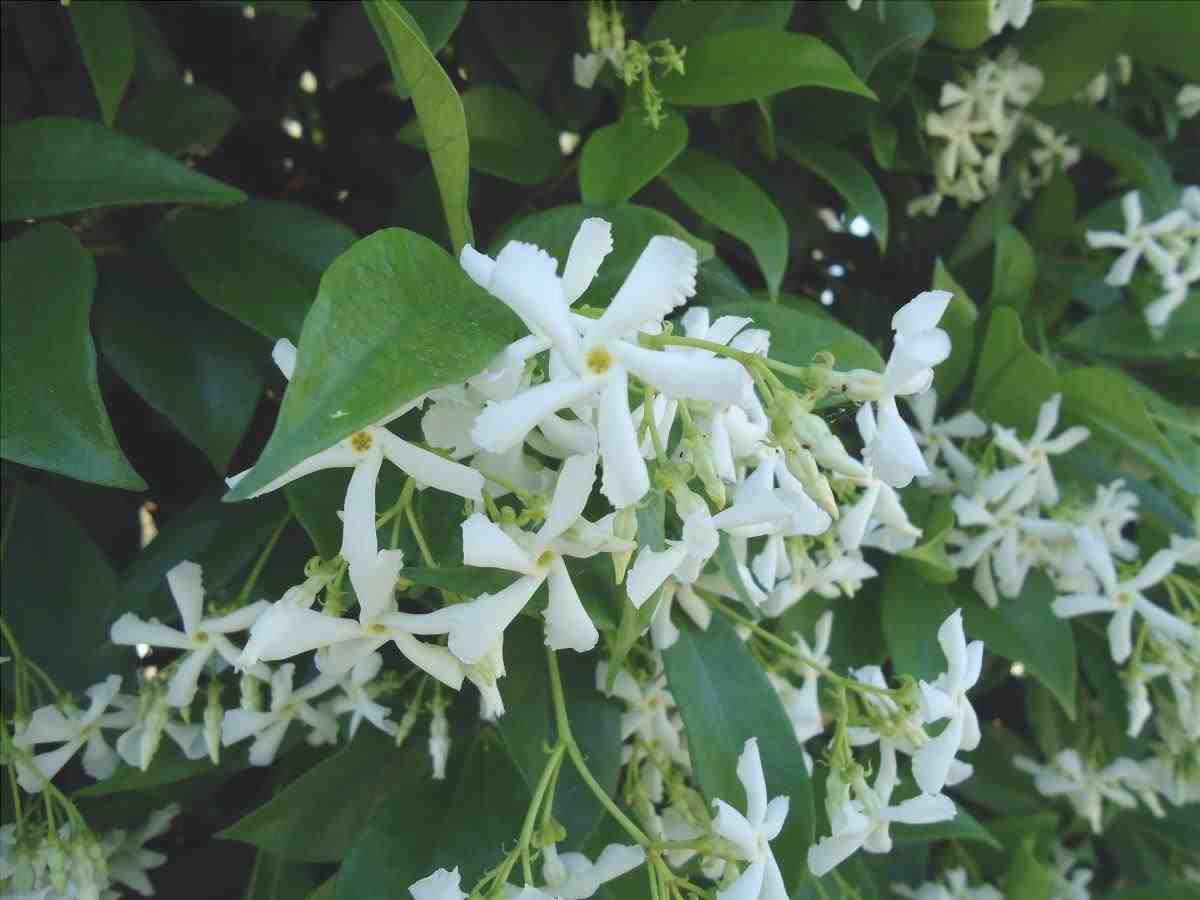 Trachelospermum jasminioides è una pianta da giardino invernale che produce fiori bianchi.