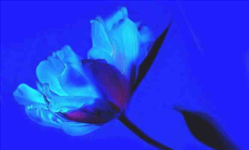 Tulipano blu