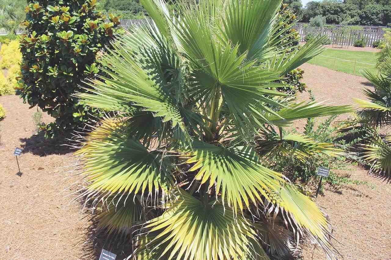 Le palme Washingtonia sono palme a germinazione rapida.