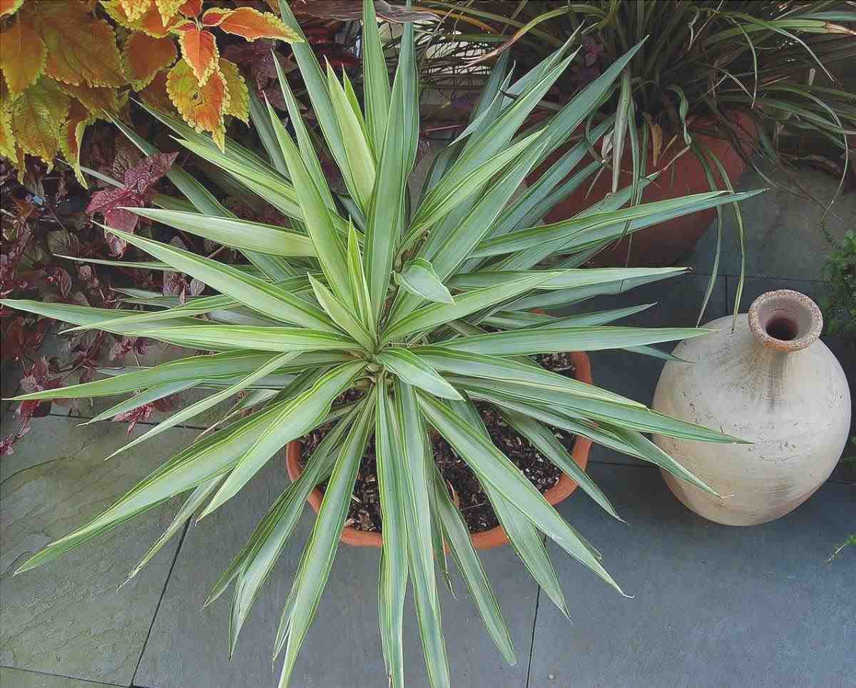Yucca elephantipes è una pianta d'appartamento di tipo palma.