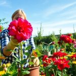 Come potare i gerani: guida pratica e consigli utili