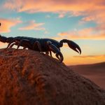 Gruppo a cui appartiene lo scorpione