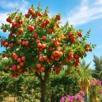 Nomi di piante che danno frutti