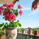 Cura del rosal in vaso: consigli e trucchi