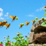 Cosa è buono per le formiche nelle piante