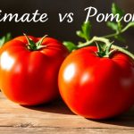 Qual è la differenza tra jitomate e pomodoro