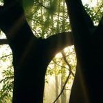 Qual è la foglia di ragno?