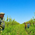 Quanto tardano a uscire i piselli