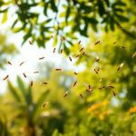 Come sono le termiti alate