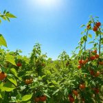 Cosa piantare insieme ai zucchini