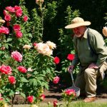 Come sapere se un roseto è morto