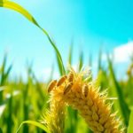 I vermi del mais trasformano farfalle