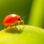 La araña roja ácaro: come riconoscerla e combatterla